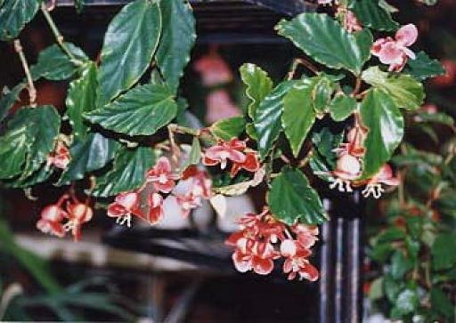 B. procumbens